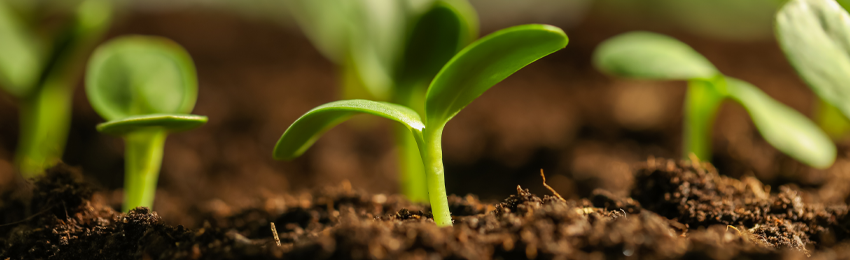 RTD Pt100 Sensors for Soil Temperature Monitoring for Agriculture